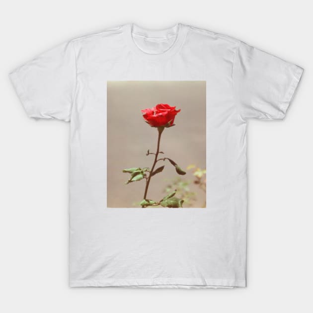 Red Red Rose T-Shirt by xxfibergrrrlxx